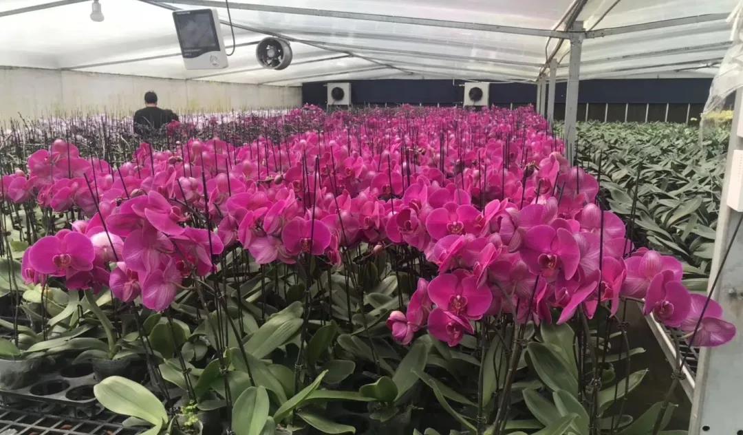 1609133503484069.jpg 4.jpg